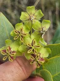 Image result for Tridentea marientalensis