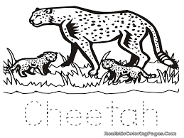 Coloring is always fun for kids, and the fun gets greater when there are animal coloring pages. Free Printable Cheetah Coloring Pages