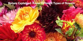 Many of the flowers have the flowers measure 8 to 39 inches in diameter. Botany Explained Know Different Types Of Flowers