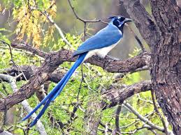 Birds That Look Like Blue Jays But Are Black Black Throated Magpie Jay Ebird Magpie Different Birds Blue Jay