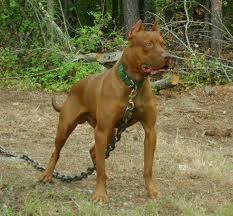 Our kennel strives to produce top quality amercan pit bull terriers. Pin On Ofrn Pit Bulls