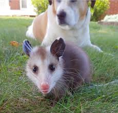 The opossum might look too small and young to be on its own, but that's the way it is with opossums, the only native marsupial north of mexico. Podrick The Possum Becomes Local Instagram Star In Rockingham County Z No Digital Journalnow Com