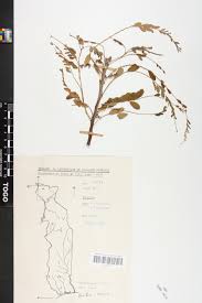 Image result for Phyllanthus gagnioevae
