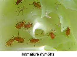 Lettuce Aphids Showing Up On Late Produce California Agriculture News Today