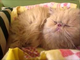Dogum Yapan Kedi Youtube In 2020 Animals Pets Cats