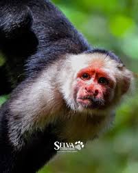 🌿 Beyond Corcovado: Exploring the Remote Untamed Osa Peninsula 🐾✨ Deep in  southern Costa Rica, where the rainforest meets the sea, the Osa Peninsula  remains one of the last truly wild places