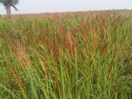 Image result for Oryza barthii