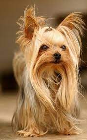 Worlds Best Looking Yorkie Yorkshire Terrier Dog Most Popular Dog Breeds Yorkie Puppy