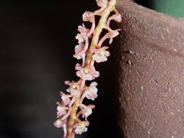 Image result for Rhipidoglossum rutilum