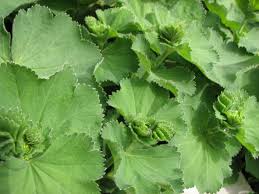 Image result for Alchemilla johnstonii