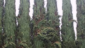 Maybe you would like to learn more about one of these? My Cypress Tree Is Drooping What Can I Do To Help It