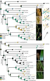 Image result for Carex runssoroensis
