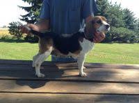 Vip puppies works with responsible beagle breeders across the usa. Beagle Puppies For Sale In Michigan Beagle Breeders And Information