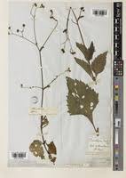 Image result for Adenostemma viscosum