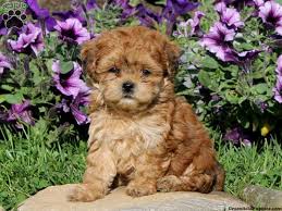 All of ridgewood's schnoodle puppies for sale go to their forever home with a written lifetime warranty and also their puppy shots already given. Giant Schnoodle Puppies For Sale In Pa
