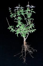 Image result for Ocimum angustifolium