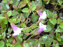 Image result for Lindernia monroi