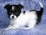 Full Grown Black And White Long Haired Chihuahua