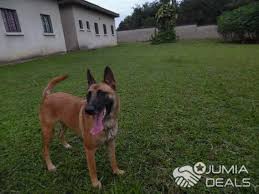 Chien malinois chien chiot animaux berger belge berger allemand plus beau chien chien chat bergers allemands. Chiots Berger Belge Malinois Riviera Jumia Deals