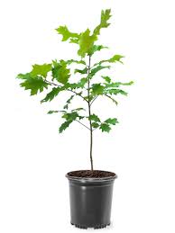 Image result for oak sapling