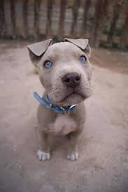 Black And White Pitbull Puppy With Blue Eyes 10 Reasons Why Pit Bulls Rule Petfinder Grey Pitbull Puppies Cute Animals Puppies With Blue Eyes