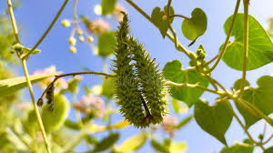 Image result for Pergularia