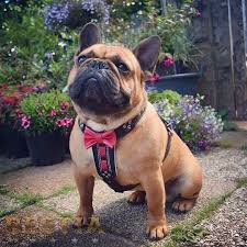 Shop huge selection and get free shipping! Bestia Bowtie Harness