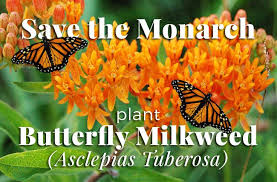 The Amazing Flight Of The Monarch Butterfly The Herb Exchange Asclepias Tuberosa Asclepias Milkweed Plant