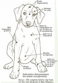 Pratiquer L Acupression Pour Son Chien Chien Animaux Et Acupression