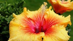 Es ist mir wirklich nicht klar wie. Wann Bluht Hibiskus Alle Infos Focus De