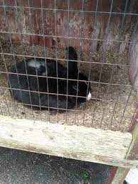 How To Care For An Outdoor Rabbit Rabbit Raising Rabbits Rabbit Care