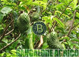 Image result for Annona muricata