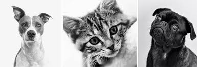 For specialized diagnostics and consultations, we utilize the services of commercial veterinary laboratories. Dogwood Pet Hospital Loves Park Veterinarians