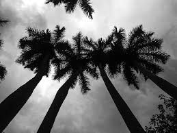 6,000+ vectors, stock photos & psd files. Hd Wallpaper Low Angle Photography Of Palm Trees Black And White Clouds Wallpaper Flare