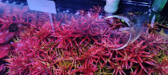 Image result for Rotala fluitans