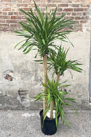 Image result for Dracaena laxissima
