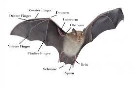 Fledermause Fledermaus Schadlinge Und 6 Geburtstag