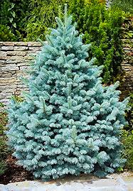 Check spelling or type a new query. Colorado Blue Spruce Tree Pinaceae Glauca Conifer 2 5 Pot Live Plant 3 Spruce Plants Seeds Bulbs Home Garden