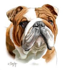 Brown And White Bulldog By Tim Beasley Bulldog Drawing English Bulldog Art Bulldog Art