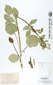 Image result for Xerophyta equisetoides