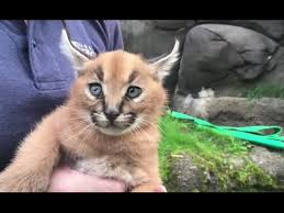 The only difference between big cat and house cat enrichment is the size of the toys. Watch 6 Week Old Caracal Kittens Explore Their Oregon Zoo Habitat Youtube