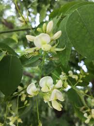 Image result for Styphnolobium