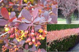 Langkah paling penting dalam menanam tumbuhan ialah penanamannya. Ottawa Barberry Berberis Ottawensis Pokok Hiasan Dan Pokok Renek Keterangan Foto