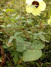 Image result for Hyparrhenia cymbaria