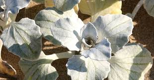 Image result for Arctotheca populifolia