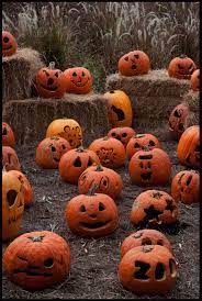 Pumpkin Patch At Spooktacular At Jacksonville Zoo Gardens In Florida Picture Taken By Francine Schumpert Pumpkin Jacksonville Zoo Jacksonville Florida