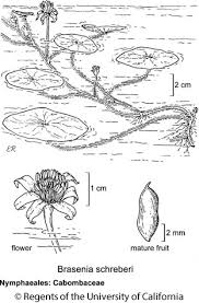 Image result for Cabombaceae
