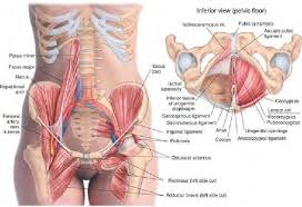 This will be explored further on. Ligaments Of The Pelvic Region Beckenboden Anatomie Akupunktur