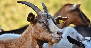 21 Types Of Goats Popular Goat Breed Pictures Descriptions Beyond The Treat