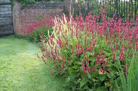 Image result for Persicaria hystricula
